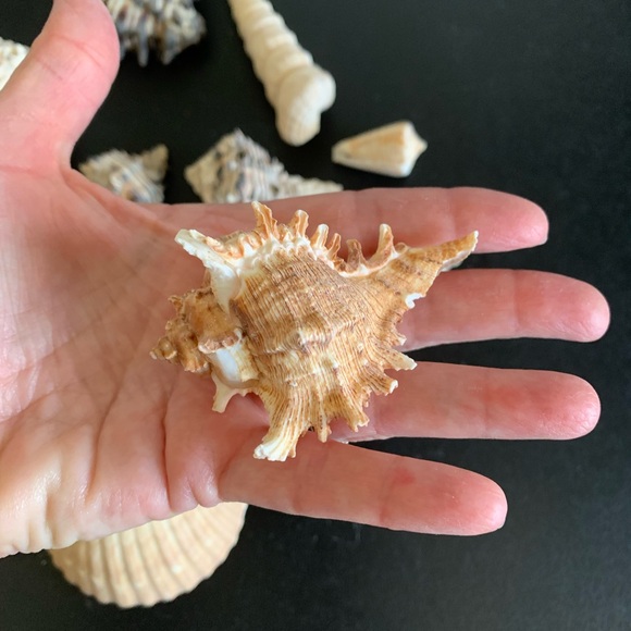 Assorted shells from San Felipe - Picture 5 of 10